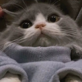 猫甜甜呐