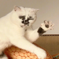 肚肚狼加菲猫个人资料