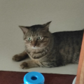 甜橙家的小猫