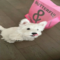 顾鹿Doki个人资料