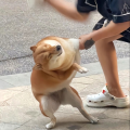 潮汐海灵的窃魂卷