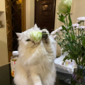 是否呈祥