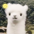 油小条zz