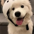 绝对看不见莴