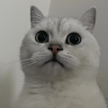 Jaycequeen