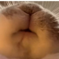 叶落青丝mh