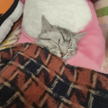 铁蛋唠日常