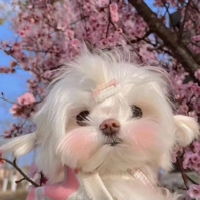 小小八a个人资料