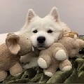 玉桂冰冰