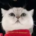 winter修狗