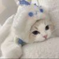 落絮余温