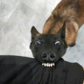 觉主虾