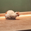 老潘楷