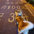 风尹玄
