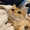 YGyyhi