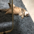 烤冷面98