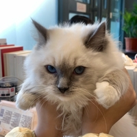 蕊贝特个人资料