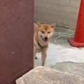 讀狗汪汪汪