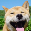 爱吃肉的阿贵