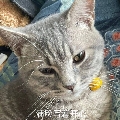 渡鸦维林