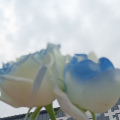 五彩神经兮兮