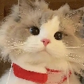 一清z