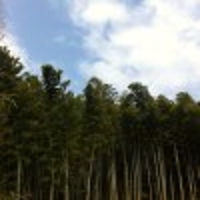 灿烂的季节61072