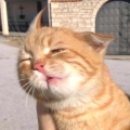 kp小新