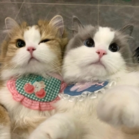 Genie兜兜里有糖糖