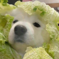 小阿悠丶丶