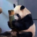 卷柏44325