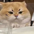 Vayacondios
