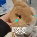 南家小九