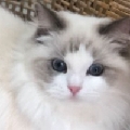 白白玩魔兽