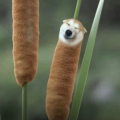 韩小鱼最强