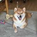 大胖橘tom