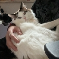 家有一猫叫猪八戒