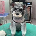 Sil1y小林