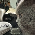 巴黎爱睡觉的猫