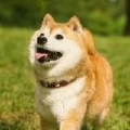 我是刘小怂.