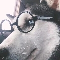 麻辣豆汁儿