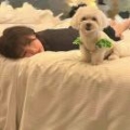 wkx的狗