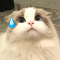 向仙仙学茶艺