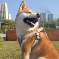 破晓G