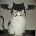 甜心猫ovo