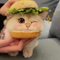 樱桃樱桃tt