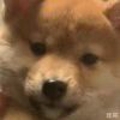 狗9283059
