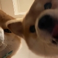 migoo0