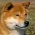 厚利蟹bro