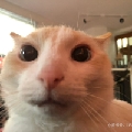 咔啾很稳健r